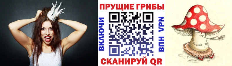 Псилоцибиновые грибы Cubensis  Тбилисская 